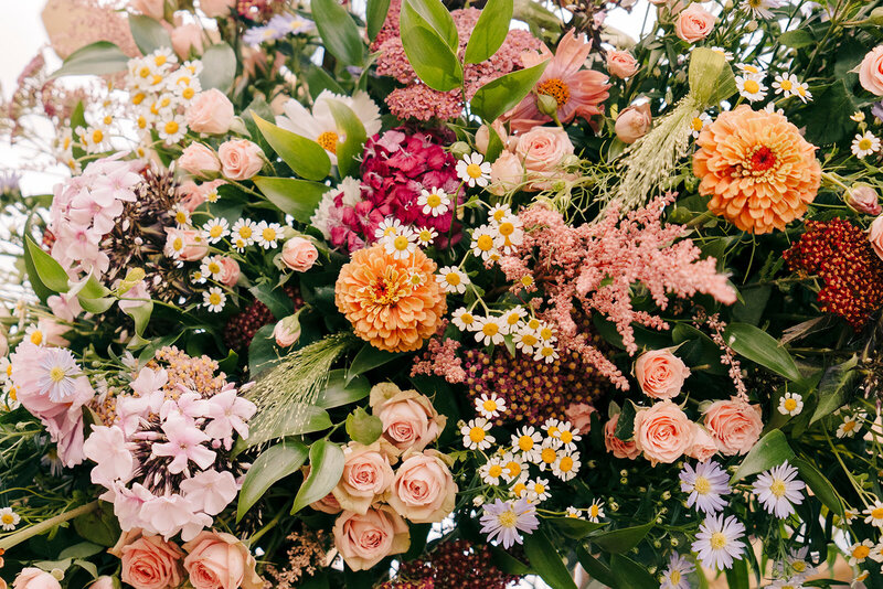 gros plans de fleurs d'hortensia blanches