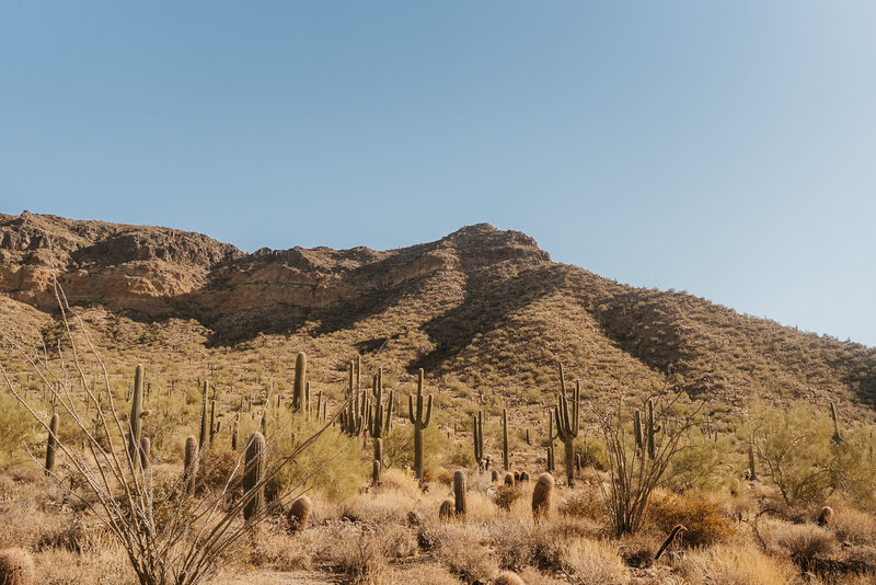 A desert landscape scattered with cacti 