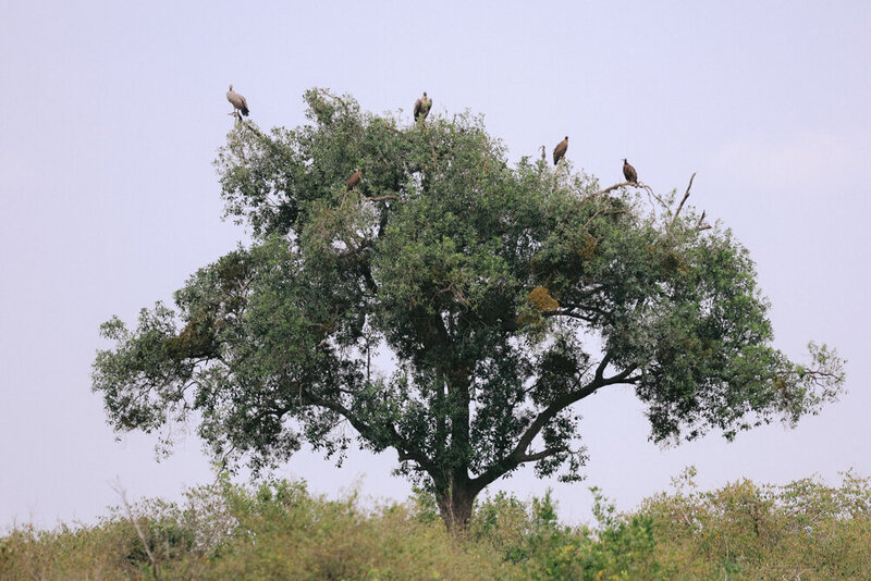 safariedited-480