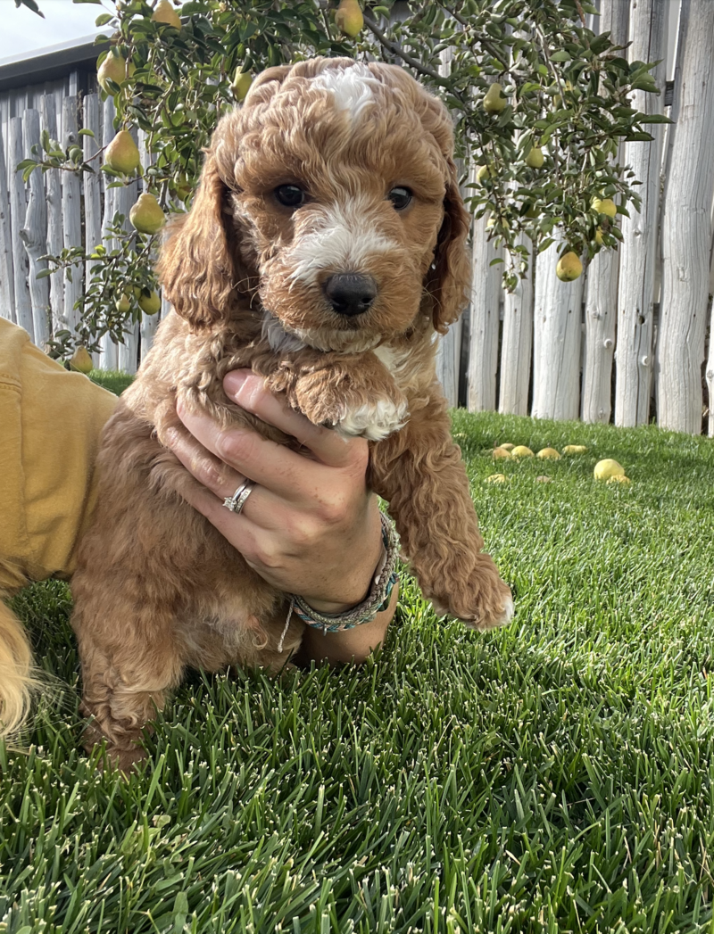 Screenshot 2024-09-24 at 6.31.33 AM