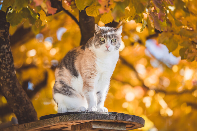 Schweiz-Tier-Fotograf-Pet-Photographer-17-Musto-Studios