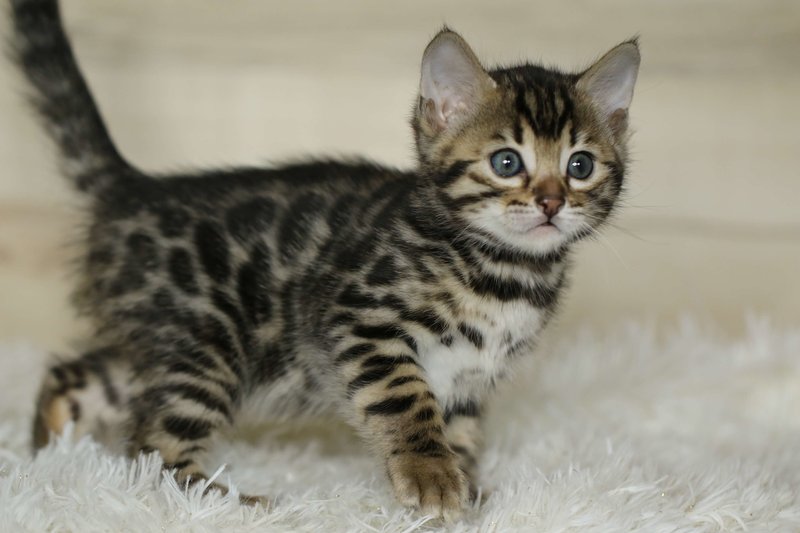 Savannah_Apr 2020_Male 2_4