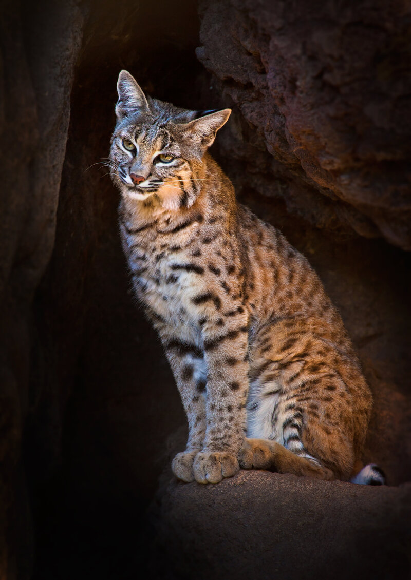 Bobcat-2