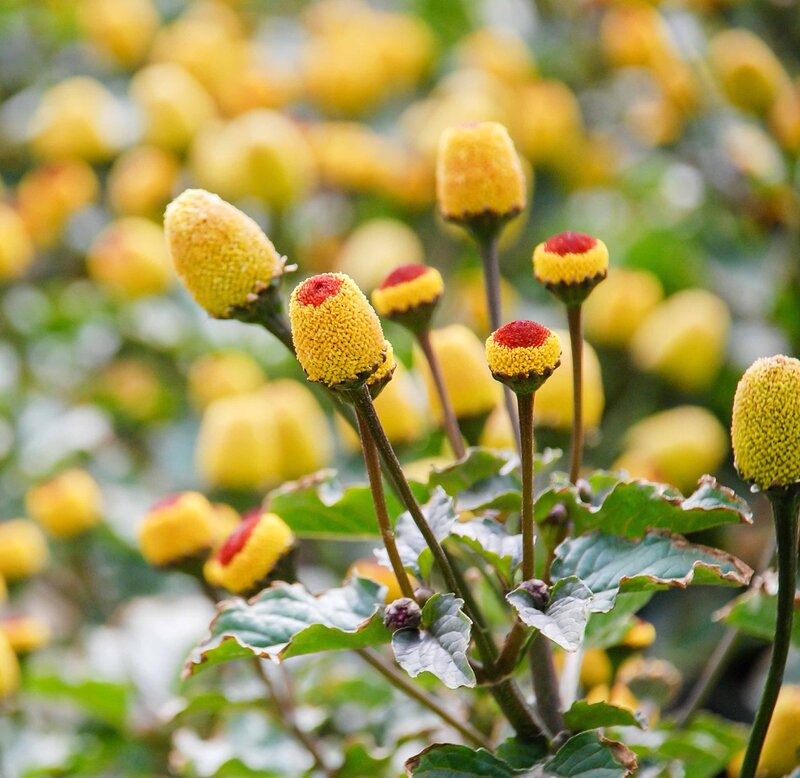 paracress flower buds