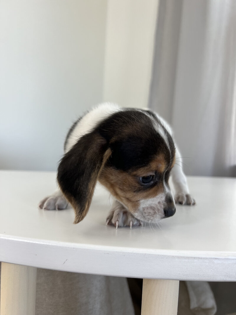 Pocket Beagle Puppies For Sale