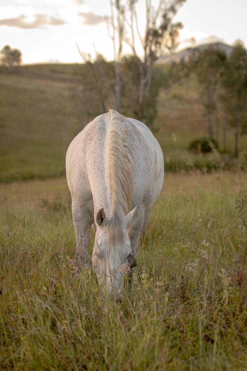 Gray horse grazing peacfully in field in Queensland, Australia. 
