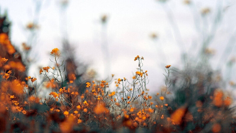 cute-fall-aesthetic-of-orange-flowers-0dst0dxel6cej1av