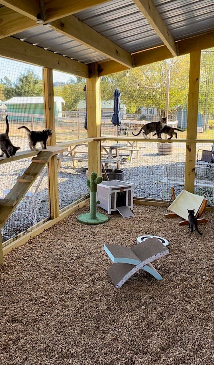 catio