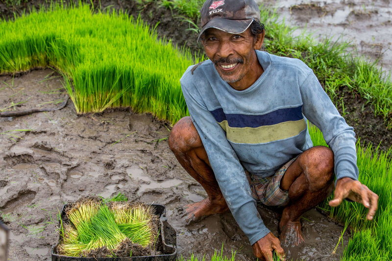Balinese worker planting rice