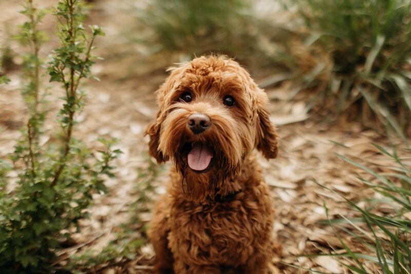 baldonnel-lane-labradoodles-breeder-alberta-bc-47