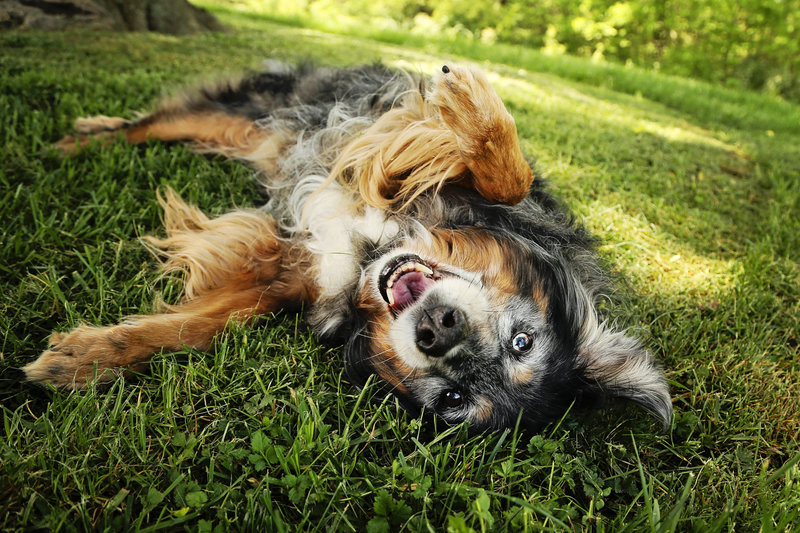 Playful dog rolling in grass