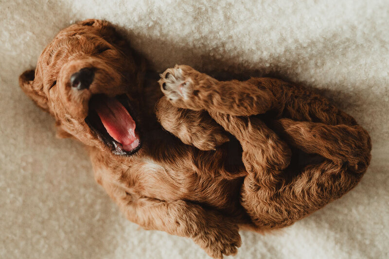 Red Abstract Poodle puppt yawning