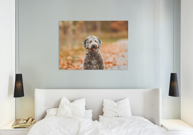 framed picture of dog above bed