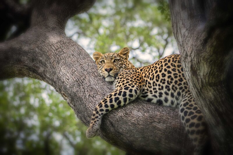 Tanzania Safari  (7)