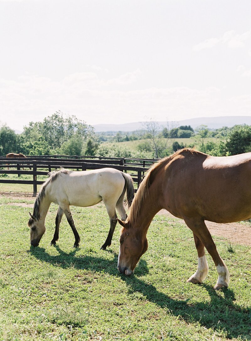 middleburg-virginia-equestrian-horse-engagement-session-david-abel-007