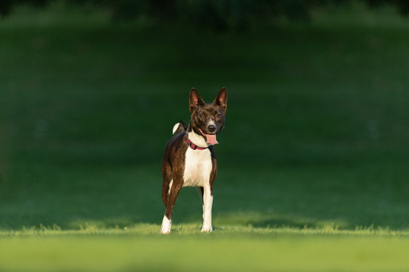 Dog posing in grass