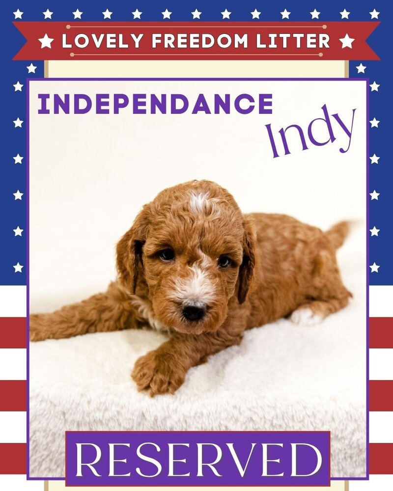 Freedom - Purple Indy Female