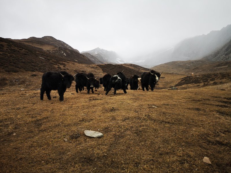 Yaks_Shan_Da_Feng