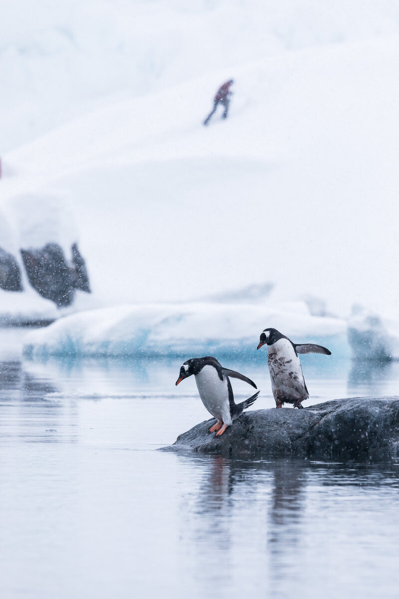 Gentoo penguins with a snowshoer hiking Antarctic glacier.