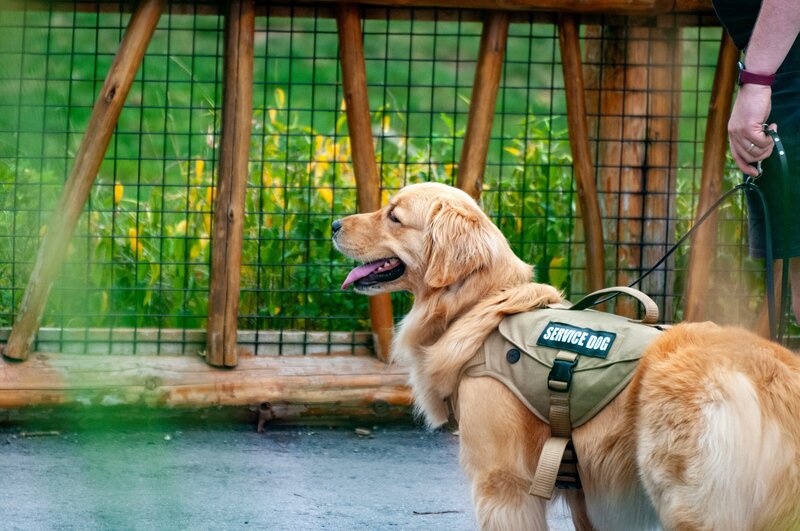 Service Dog Training - Spot On Dogs