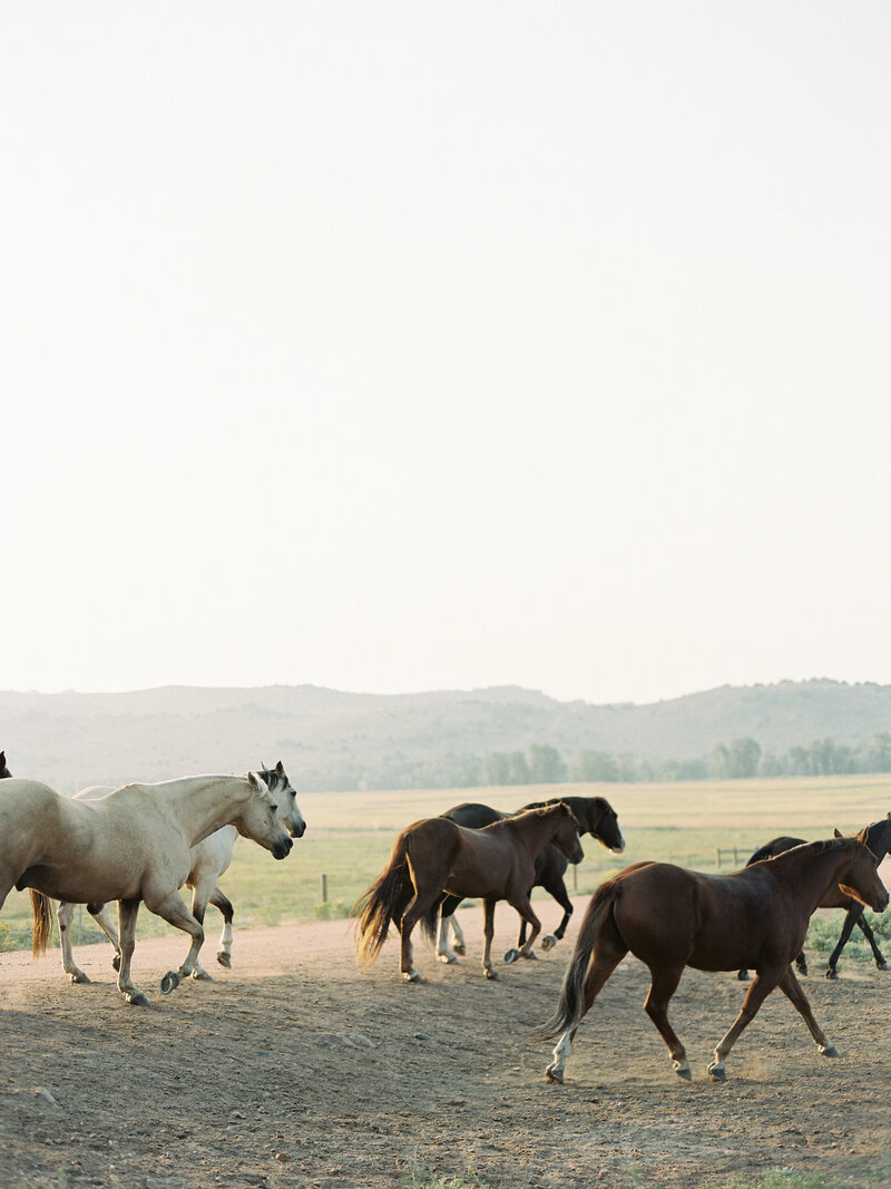 Horses at Brush Creek Ranch in Saratoga Wyoming