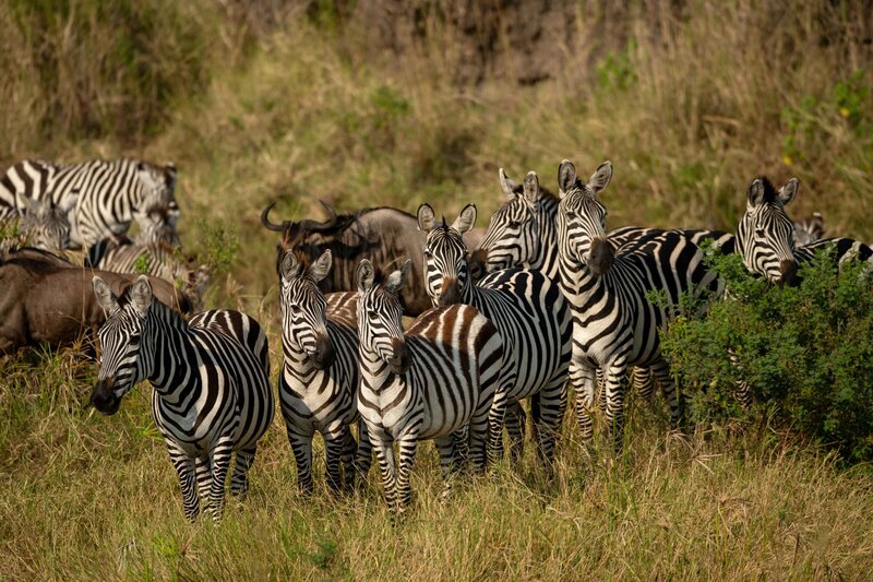 TAASA Safari (10)