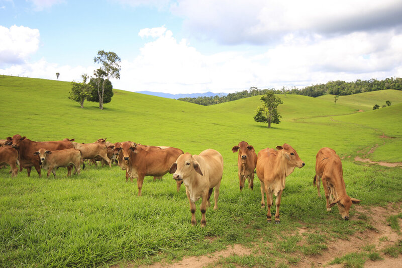 Modern family home in Atherton built by local home builder