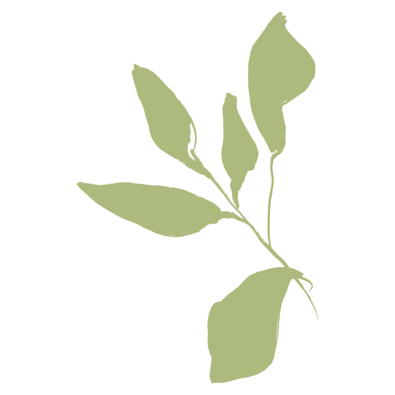 leaf illustration