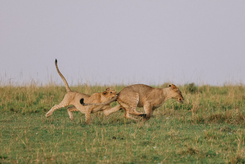 safariedited-522