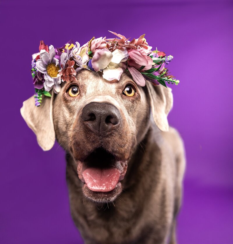 Charley Mae Photography specializes in capturing beautiful dog portraits in Hilton Head Island. Expert, personalized sessions to showcase your furry friend's charm.