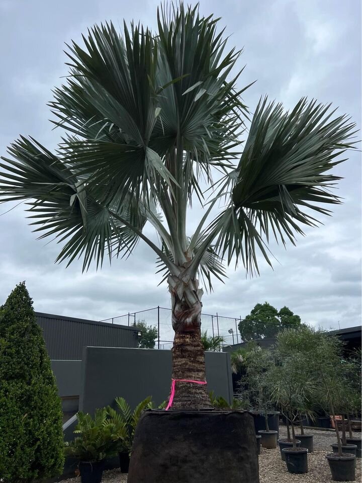 mature trees sydney - go green nurseries