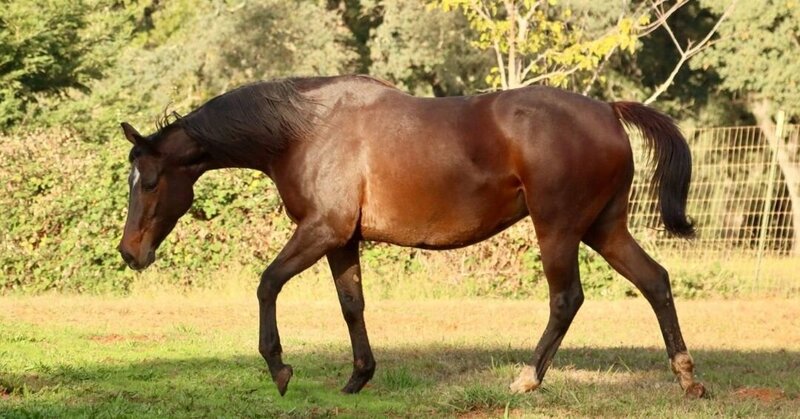 Tina Sparkle In Foal To R Blue Moon