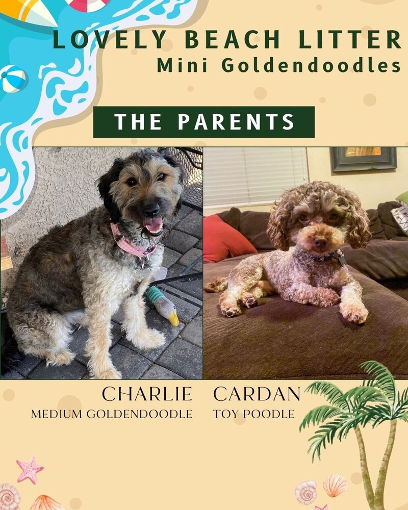 Beach - The Parents