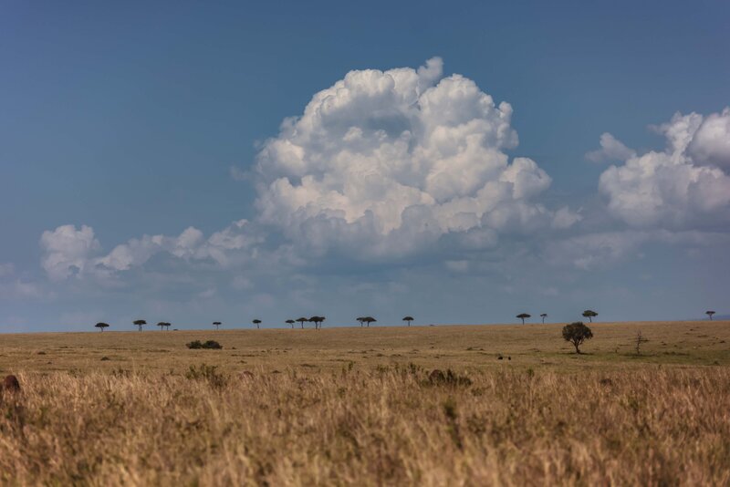 TAASA Safari Wildlife (3)