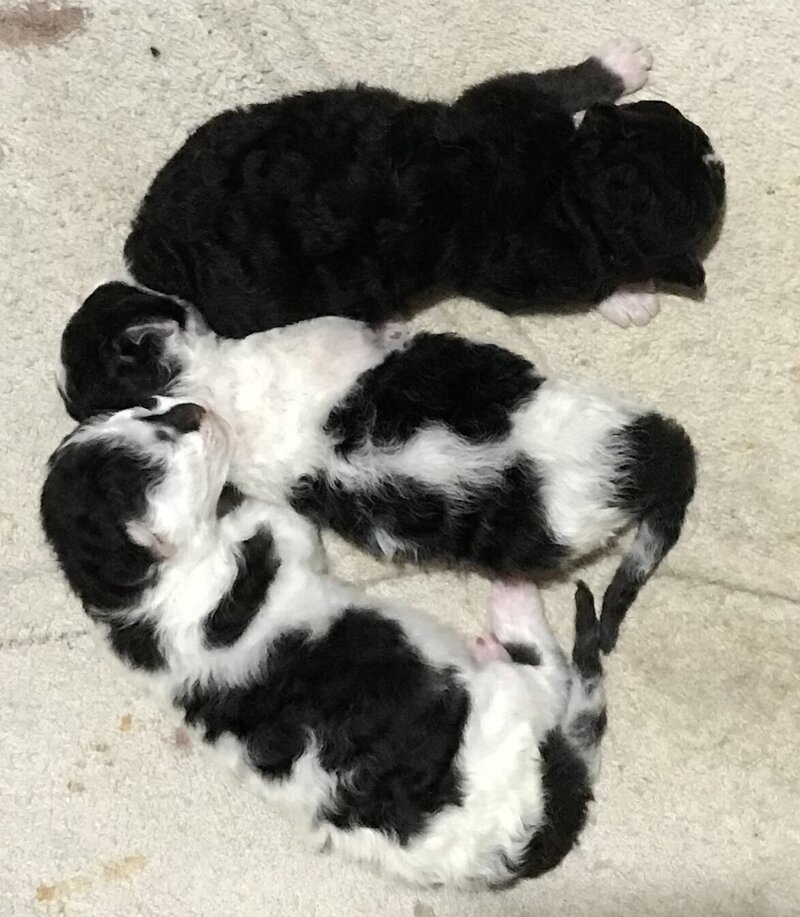Available 3males