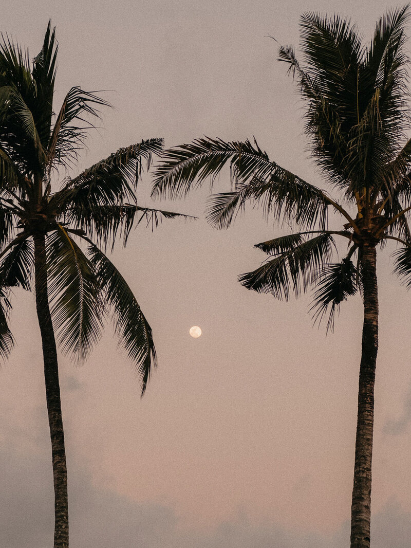 Palm tree shadows on a blush wall, part of The Adventurous Women’s Club vibe.