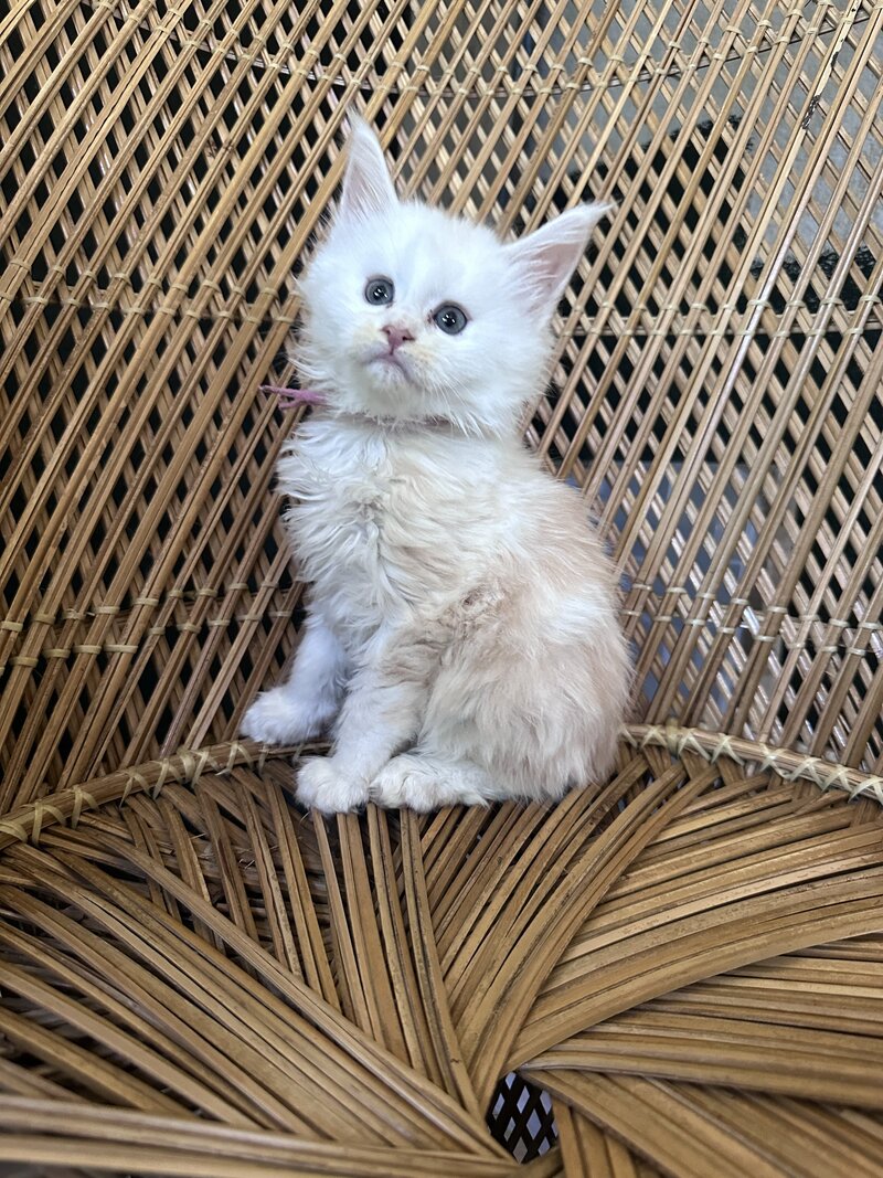 3 month old boy Maine Coon being playful in Wisconsin.