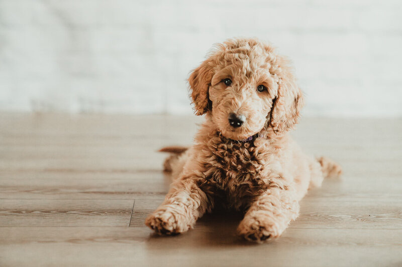 Red Apricot Moyen Poodle 9 weeks-2-2
