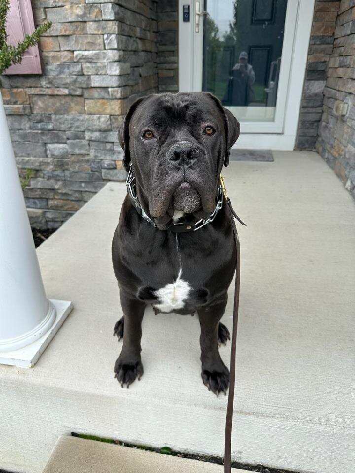 A large black cane corse witting on a porch