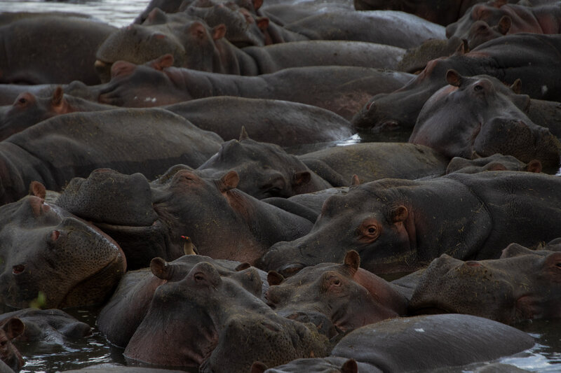 Serengeti Safari (5)