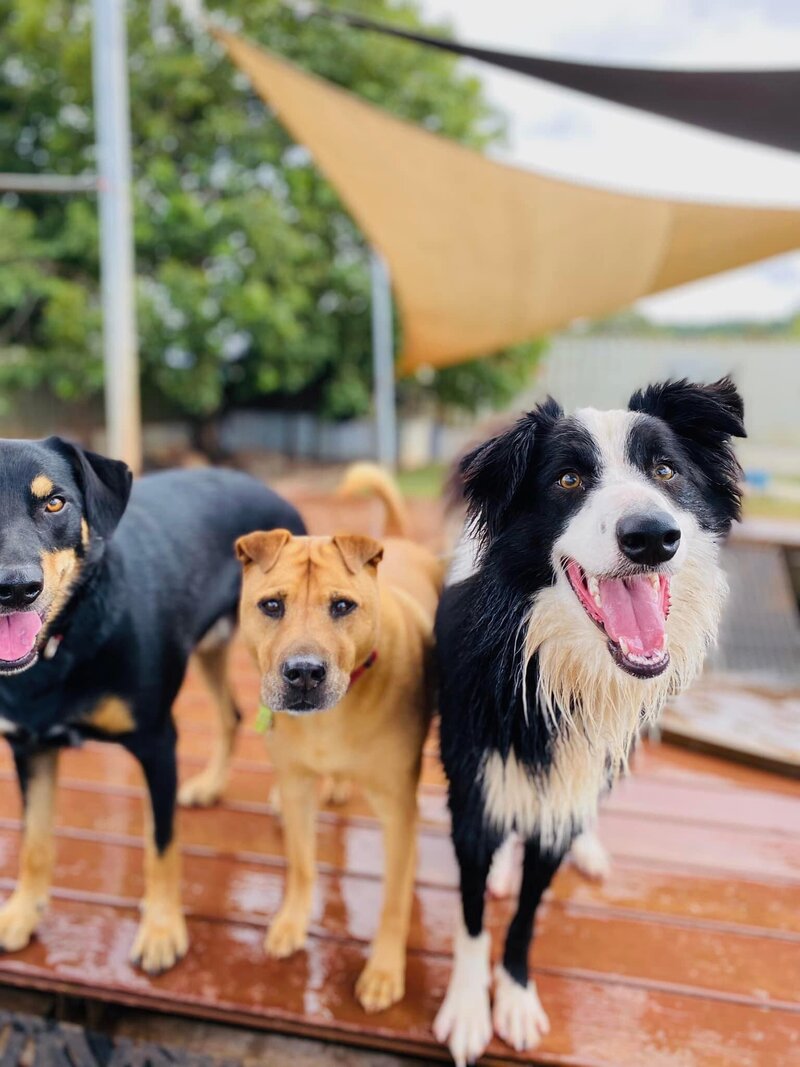 Paradise Pet Retreat Doggy Daycare