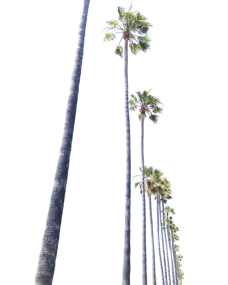 Palm Trees3
