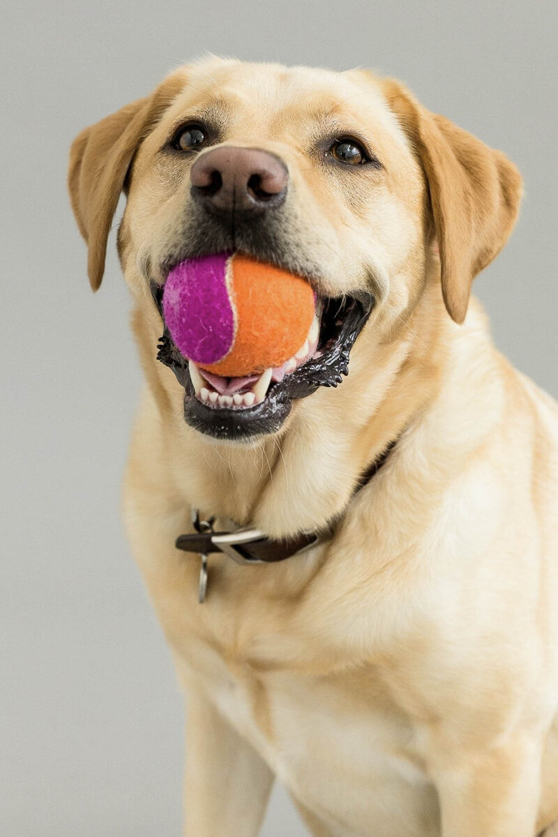 San Francisco pet photography