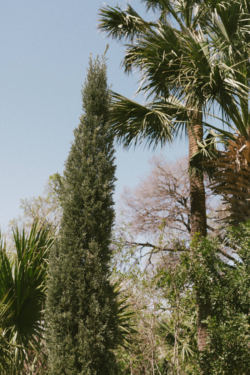 detail photo of trees at austin texas wedding venue