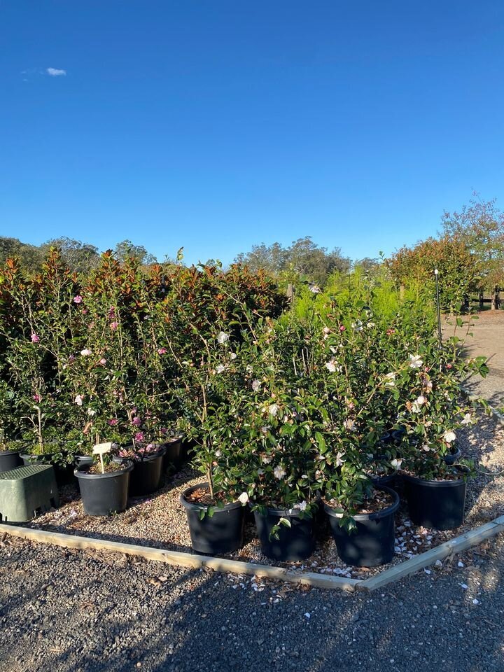 Camellia Sasanqua Pure Silk - Mature Hedges & Screens Sydney