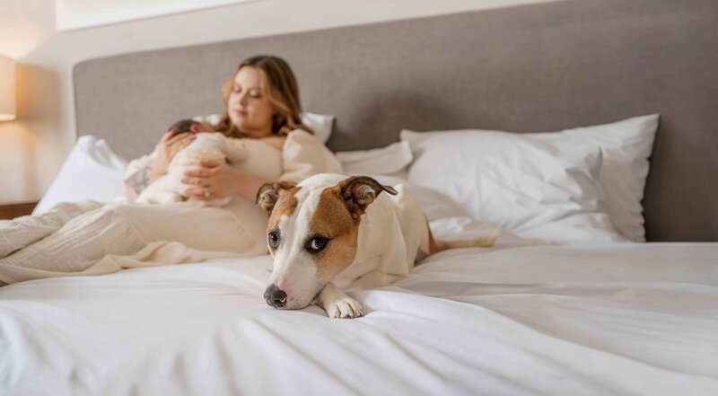 Mother holds and looks at her newborn while sitting on her bed at home. Her dog is in focus, looking at the camera while laying next to mom and baby.