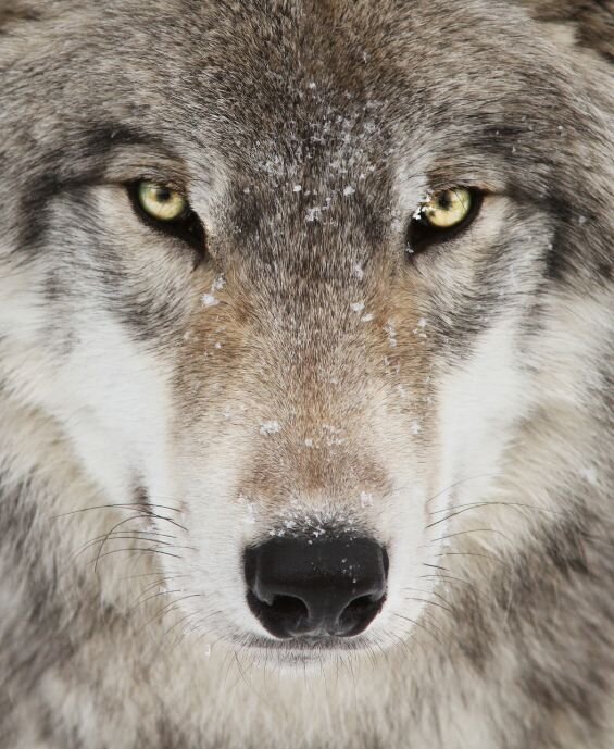 wolf-portrait-inner-journey-rebel-heart