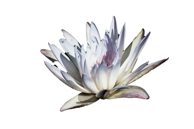 lotus flower