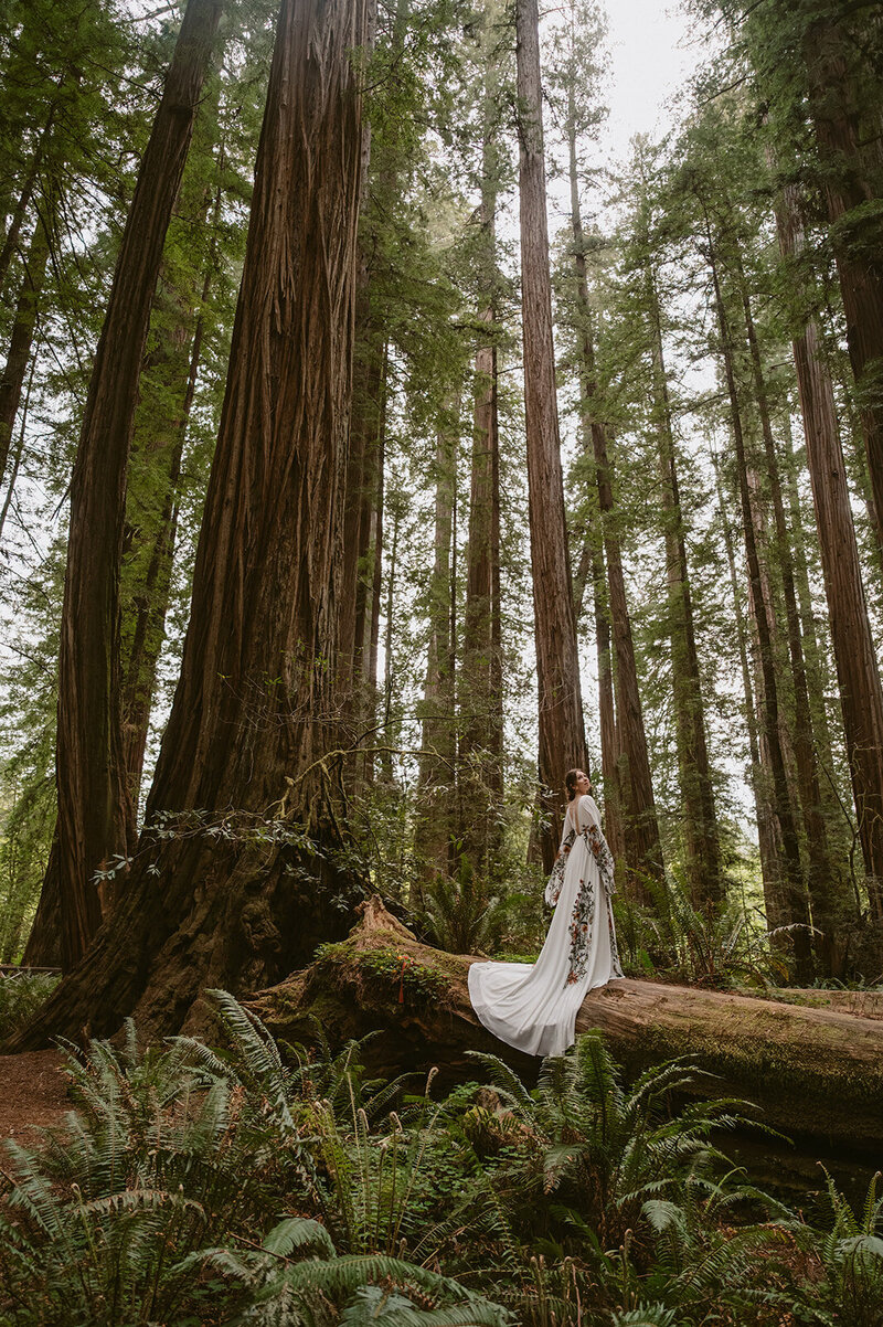Bride stand in middle of Redwoods