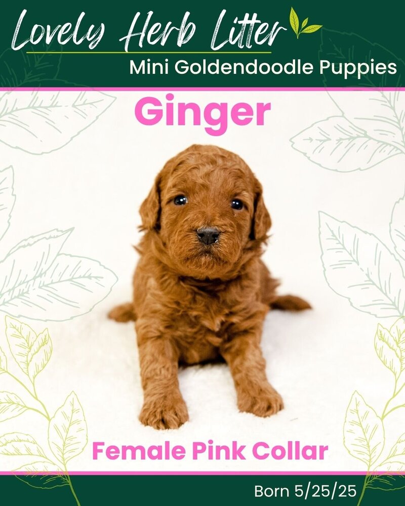 Herb - Pink Ginger Female